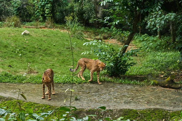 Gepárd van a dzsungel-erdő — Stock Fotó