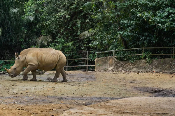 White rhinoceros in Singapore zoo — Stock Photo, Image