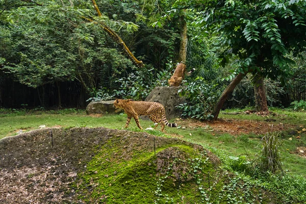 Gepárd van a dzsungel-erdő — Stock Fotó
