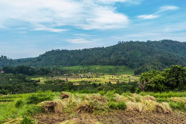 Terrazze di riso bellissimo paesaggio a Bali, Indonesia — Foto Stock