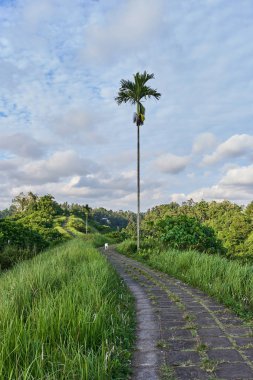 Bali Adası, Endonezya Campuhan Ridge yürümek kutsal iz