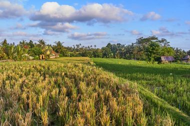 Güzel pirinç terasları Ubud, Bali Adası, Endonezya