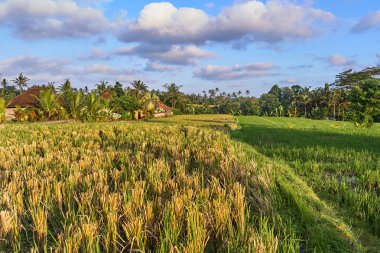 Güzel pirinç terasları Ubud, Bali Adası, Endonezya