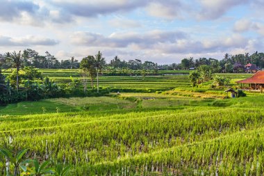 Güzel pirinç terasları Ubud, Bali Adası, Endonezya