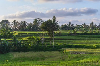 Güzel pirinç terasları Ubud, Bali Adası, Endonezya