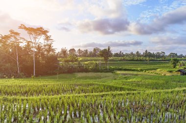 Güzel pirinç terasları Ubud, Bali Adası, Endonezya