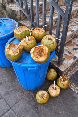 Hindistancevizi bir çöp kutusu