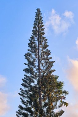 Gün batımında güzel çam ağacı
