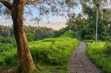 Campuhan Ridge yürümek Bali Adası gün batımında, kutsal iz