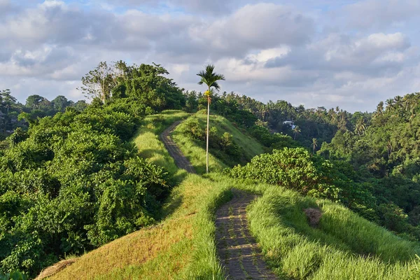 Campuhan Ridge Caminar sendero sagrado, en la isla de Bali, Indonesia — Foto de Stock