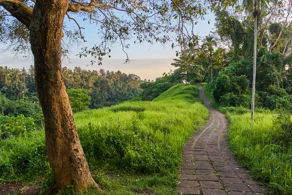 Campuhan Ridge yürümek Bali Adası gün batımında, kutsal iz