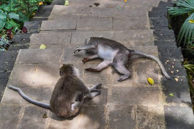 Ubud maymun orman, Bali Adası, Endonezya'da maymun