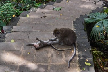 Ubud maymun orman, Bali Adası, Endonezya'da maymun