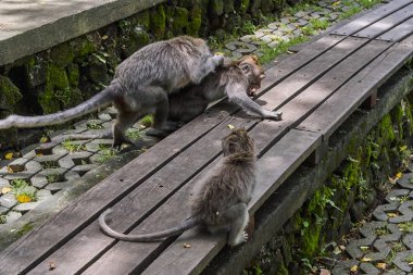 Ubud maymun orman, Bali Adası, Endonezya'da maymun