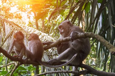 Ubud maymun orman, Bali Adası, Endonezya'da maymun