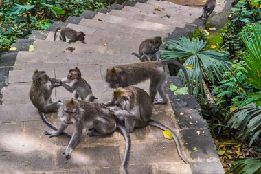 Ubud maymun orman, Bali Adası, Endonezya'da maymun
