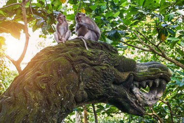 Maymunlar Bali Ubud maymun ormanındaki ejderha heykeli üzerinde oturuyorsun