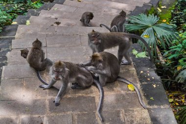 Ubud maymun orman, Bali Adası, Endonezya'da maymun
