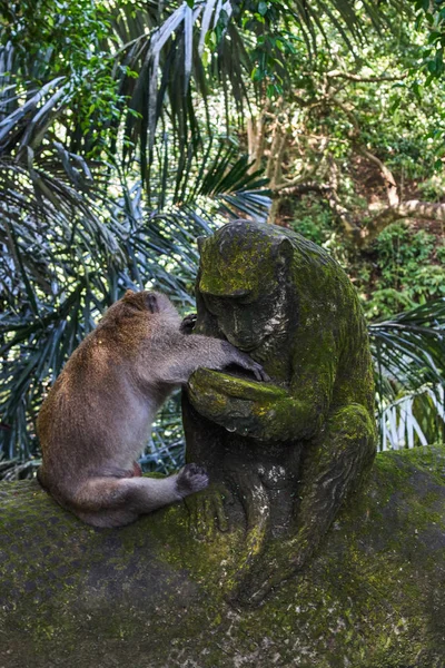 Majom majom erdőben Ubud, Bali szigetén, Indonézia — Stock Fotó