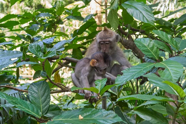 Monos en Ubud Monkey Forest, Bali island, Indonesia — Foto de Stock
