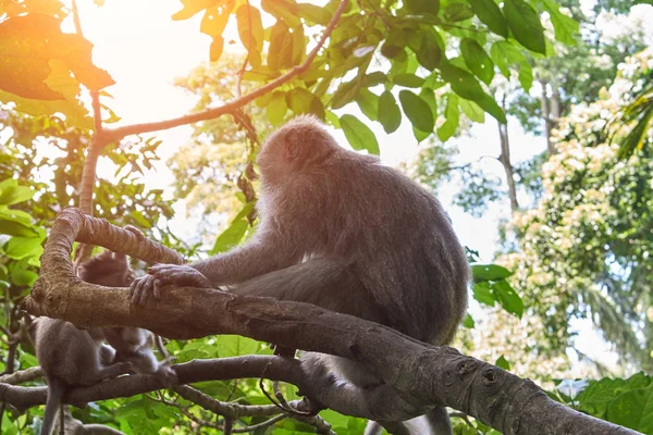 Monos en Ubud Monkey Forest, Bali island, Indonesia — Foto de Stock