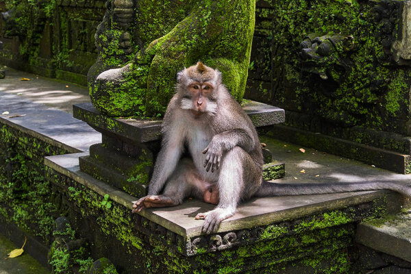 Обезьяны в Убудском обезьяньем лесу, остров Бали, Индонезия
