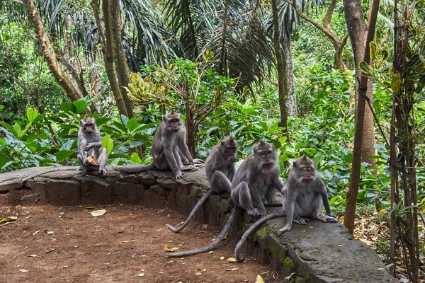 Monos en Ubud Monkey Forest, Bali island, Indonesia —  Fotos de Stock