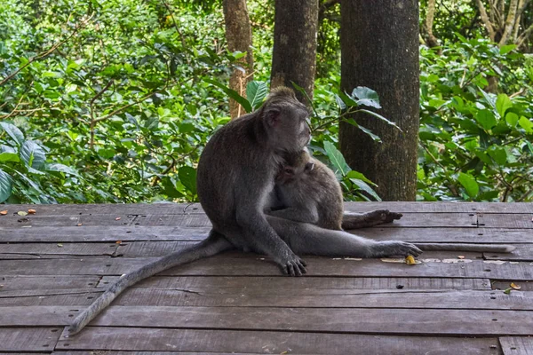 Macacos em Ubud Monkey Forest, Bali island, Indonésia — Fotografia de Stock