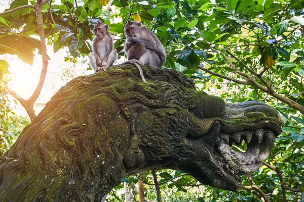 Los monos están sentados en la estatua del dragón en Ubud Monkey Forest, Bali — Foto de Stock