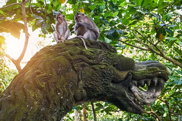 Maymunlar Bali Ubud maymun ormanındaki ejderha heykeli üzerinde oturuyorsun