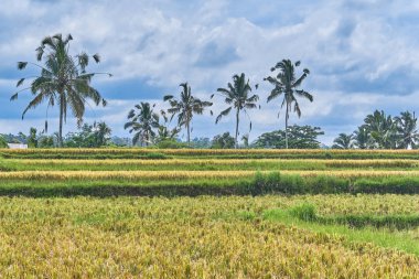 Güzel hurma manzara Bali Adası, Endonezya