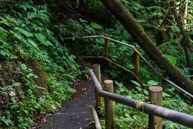 Orman orman içine iniş