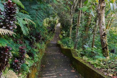 Orman orman içine iniş