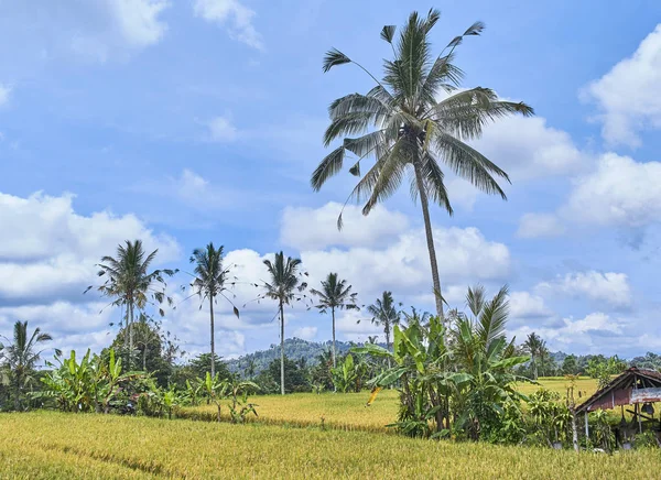 Palmy piękny krajobraz na wyspie Bali, Indonezja — Zdjęcie stockowe