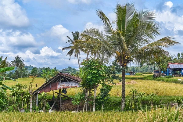 Palmy piękny krajobraz na wyspie Bali, Indonezja — Zdjęcie stockowe