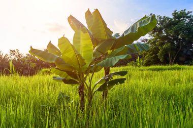 Ubud, Bali Adası, ağaç içinde güzel pirinç terasları ve muz