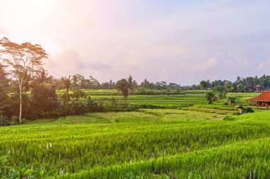 Ubud, Bali Adası, Indonesi gün batımında güzel pirinç terasları