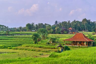 Ubud, Bali Adası, Indonesi gün batımında güzel pirinç terasları