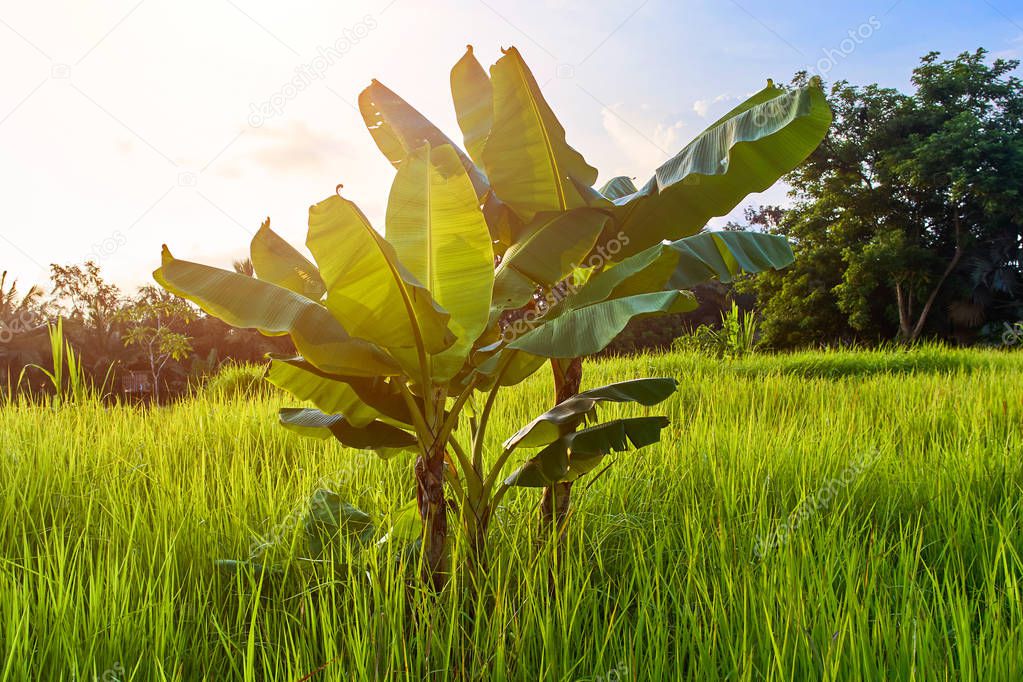 Beautiful rice terraces and banana tree in Ubud, Bali island, In