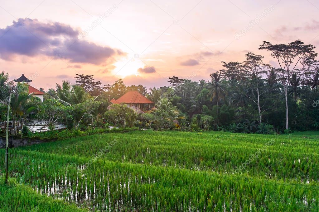 Beautiful rice terraces at sunset in Ubud, Bali island, Indonesi