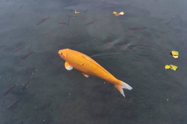 Gölde sazan balığı.