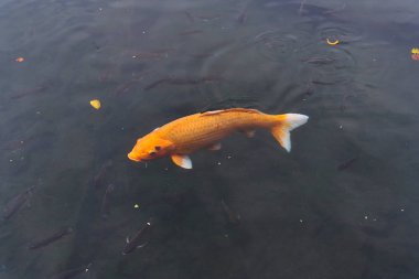 Gölde sazan balığı.