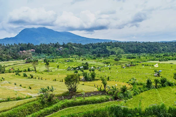 Tarasów piękne ryżowych na wyspie Bali, Indonezja — Zdjęcie stockowe