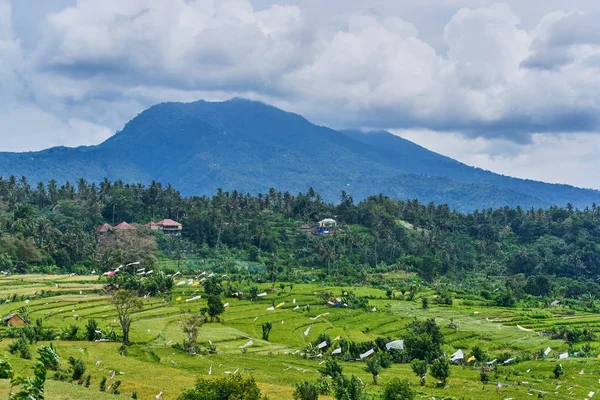 Beautiful rice terraces on Bali island, Indonesia — Stock Photo, Image