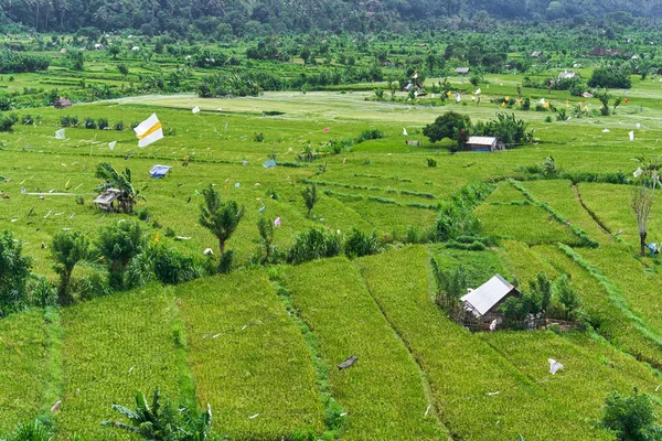 Hermosas terrazas de arroz en la isla de Bali, Indonesia —  Fotos de Stock