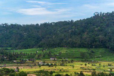 Pirinç Bali, Endonezya güzel manzara Teras