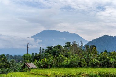 Pirinç tarlaları, Bali, Endonezya yakınındaki Agung volkan Erüpsiyonu görünümü
