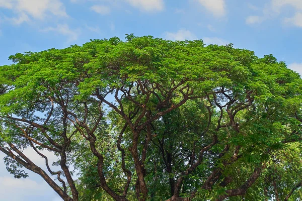Hermosas ramas de árbol en el cielo azul — Foto de Stock