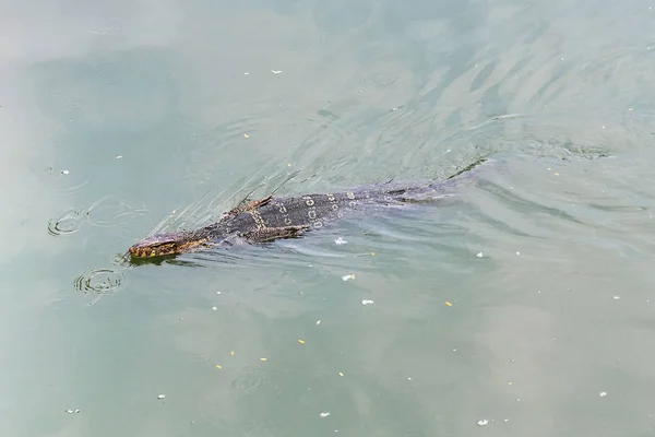 거 대 한 모니터 도마뱀은 호수에서 수영 — 스톡 사진