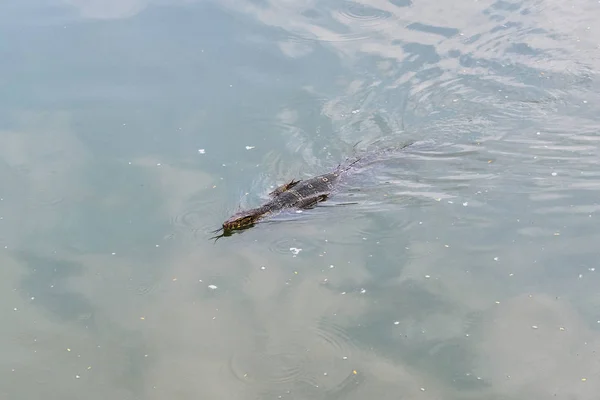 거 대 한 모니터 도마뱀은 호수에서 수영 — 스톡 사진